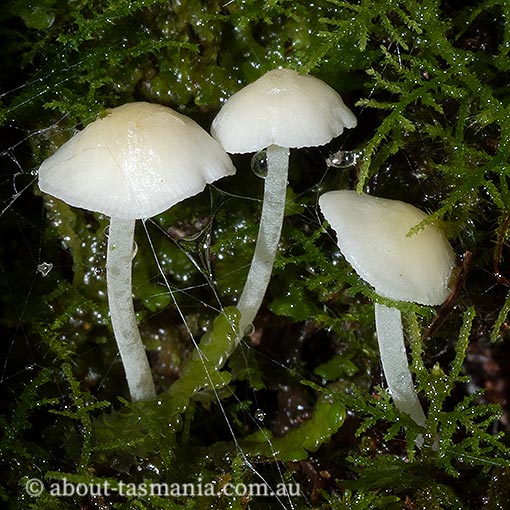 Hemimycena lactea, fungi, Tasmania