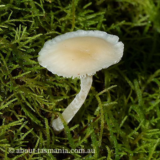 Hemimycena lactea, fungi, Tasmania