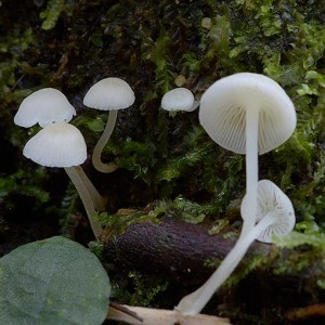 Hemimycena lactea | About Tasmania