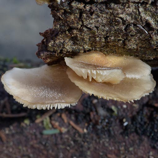Hohenbuehelia sp., fungi, Tasmania