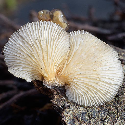 Hohenbuehelia sp., fungi, Tasmania