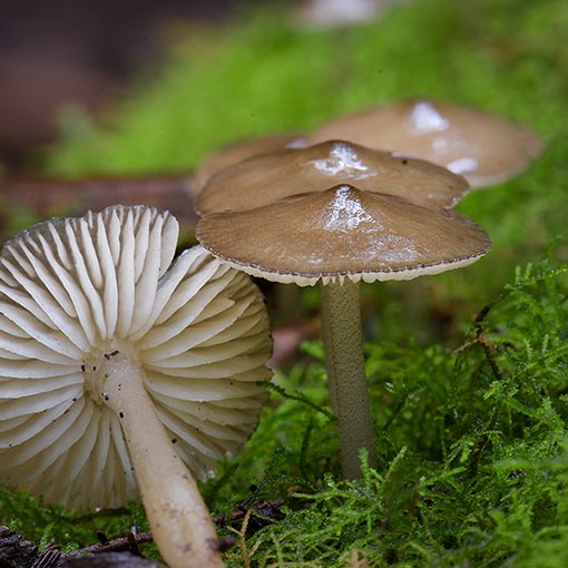 Hydropus sp., fungi, Tasmania