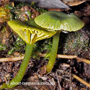 Hygrocybe pseudograminicolor