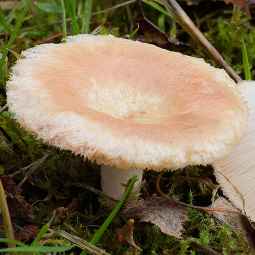 Lactarius torminosus, fungi, Tasmania