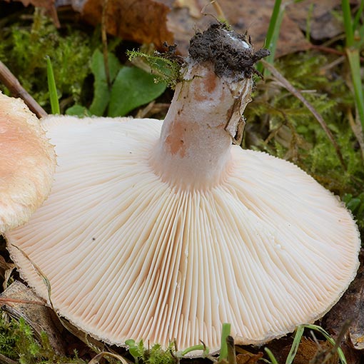 Lactarius torminosus, fungi, Tasmania