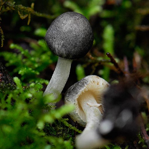 Lepiota fuliginosa, fungi, Tasmania