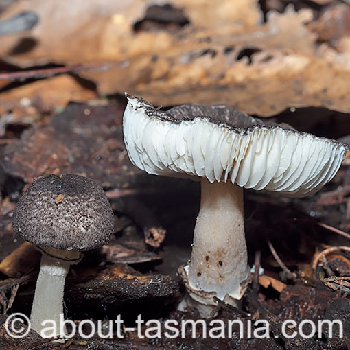 Lepiota fuliginosa, fungi, Tasmania