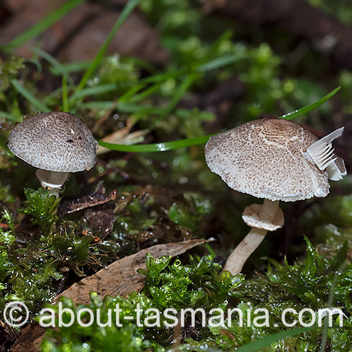Lepiota fuliginosa, fungi, Tasmania