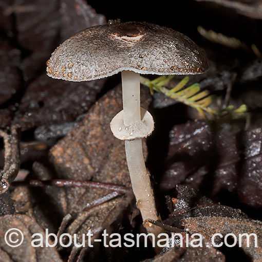 Lepiota fuliginosa, fungi, Tasmania