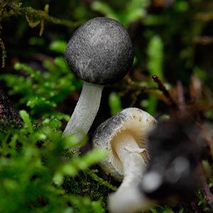 Lepiota fuliginosa