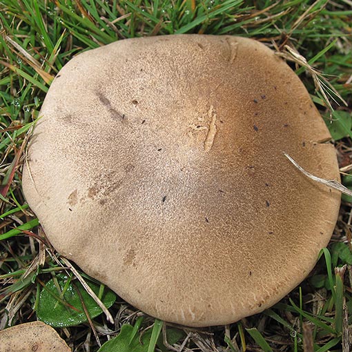 Lepista aff. luscina, fungi, Tasmania