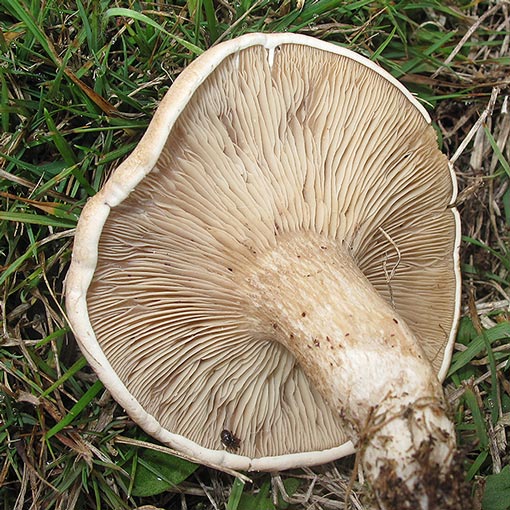 Lepista aff. luscina, fungi, Tasmania