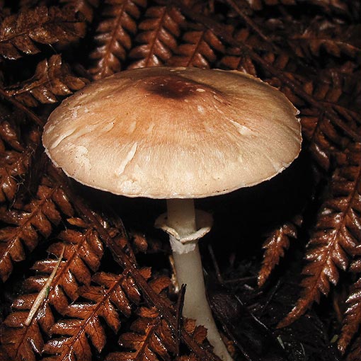 Leucoagaricus aff. rubrotinctus, fungi, Tasmania