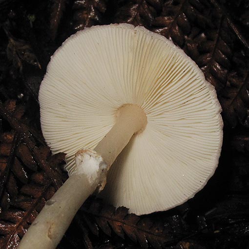 Leucoagaricus aff. rubrotinctus, fungi, Tasmania