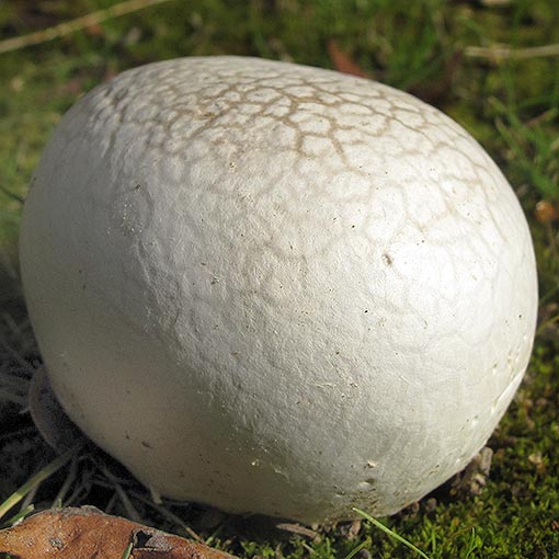 Mycenastrum corium, fungi, Tasmania