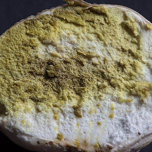 Mycenastrum corium, fungi, Tasmania