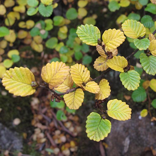 Nothofagus gunnii, Fagus, Deciduous Beech, Tasmania