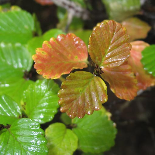 Nothofagus gunnii, Fagus, Deciduous Beech, Tasmania