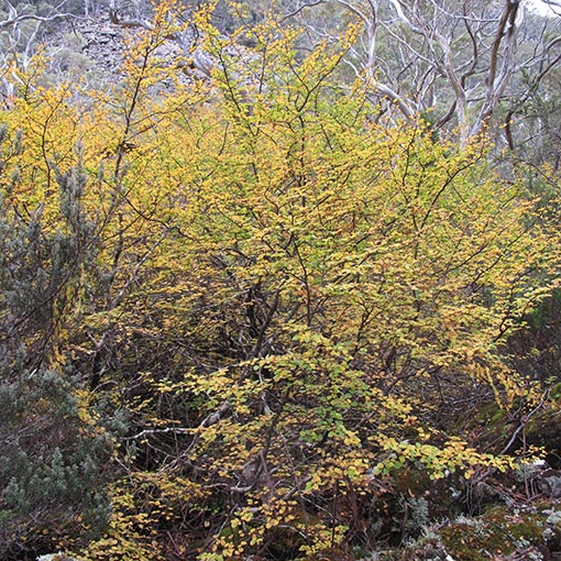 Nothofagus gunnii, Fagus, Deciduous Beech, Tasmania
