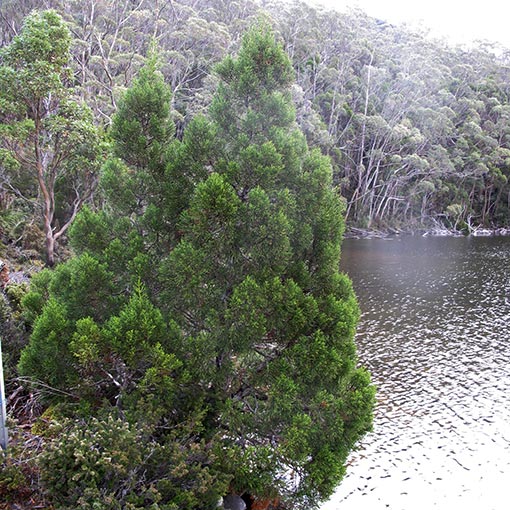 Athrotaxis cupressoides, Pencil Pine, Tasmania
