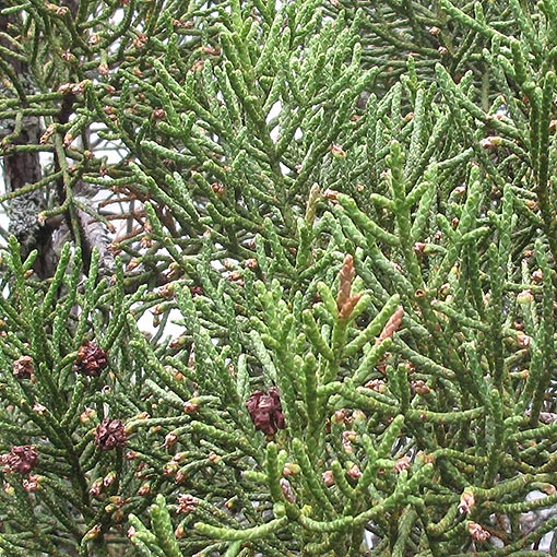 Athrotaxis cupressoides, Pencil Pine, Tasmania