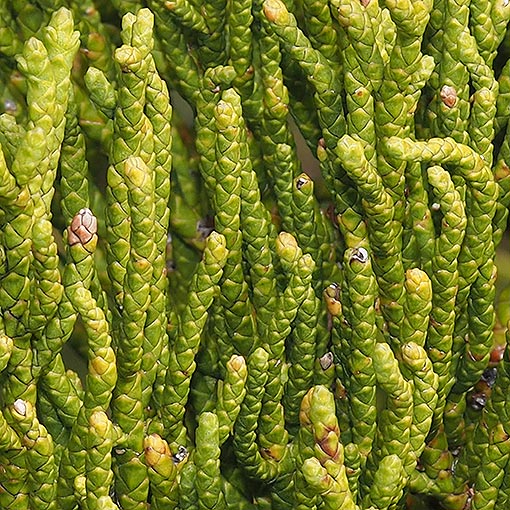 Athrotaxis cupressoides, Pencil Pine, Tasmania