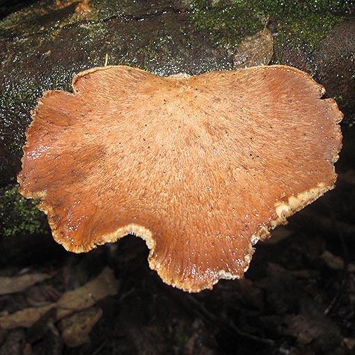 Polyporus gayanus, fungi, Tasmania