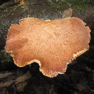 Polyporus gayanus