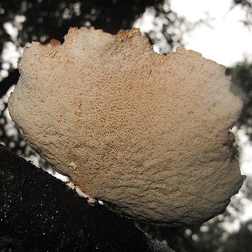 Polyporus gayanus, fungi, Tasmania