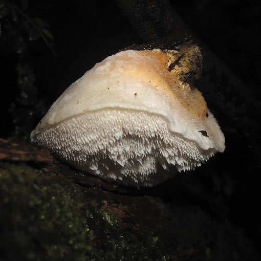 Postia lactea, fungi, Tasmania