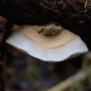 Postia lactea | About Tasmania