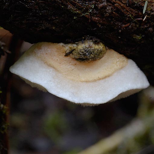 Postia lactea, fungi, Tasmania