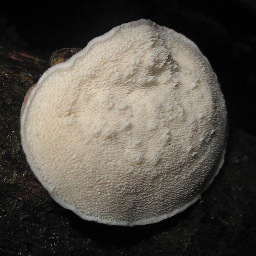 Postia lactea, fungi, Tasmania