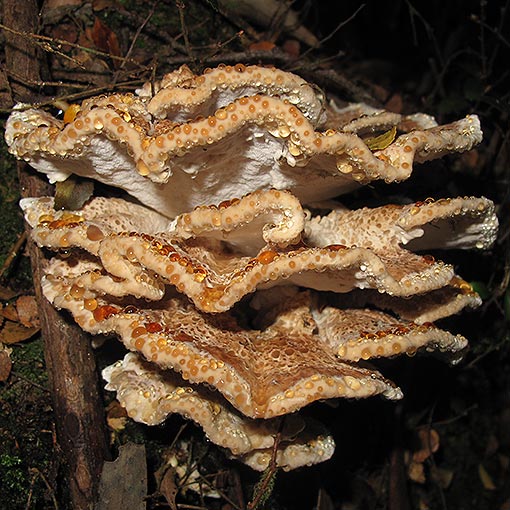 Postia punctata, fungi, Tasmania