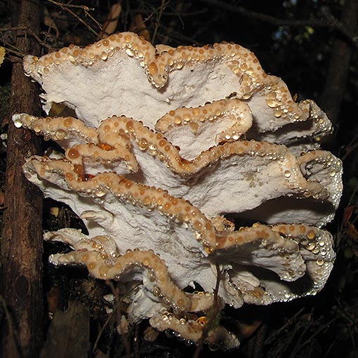 Postia punctata, fungi, Tasmania
