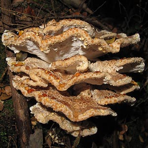 Postia punctata