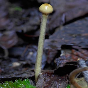 Stropharia semiglobata