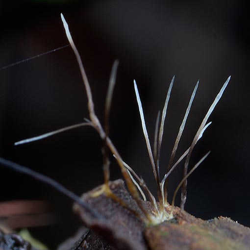 Xylaria 'spikey', fungi, Tasmania