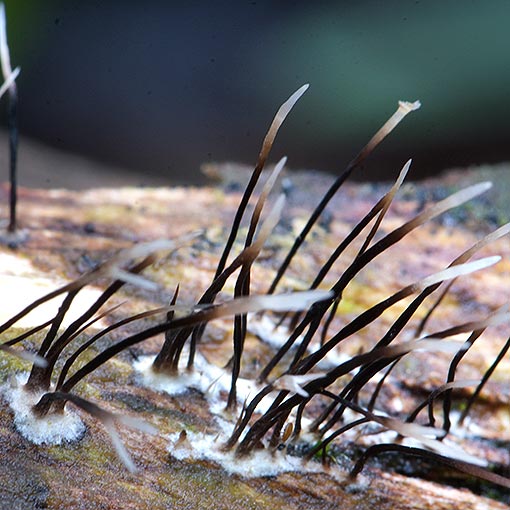 Xylaria 'spikey', fungi, Tasmania