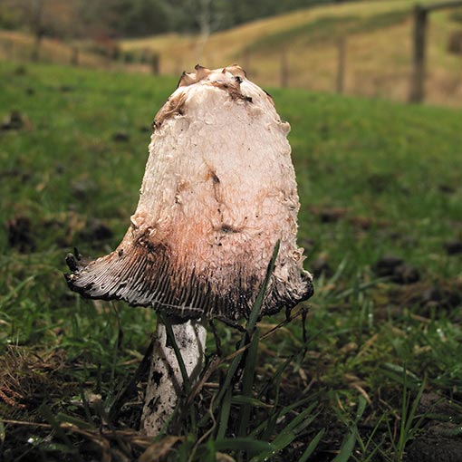 Coprinus comatus, fungi, Tasmania