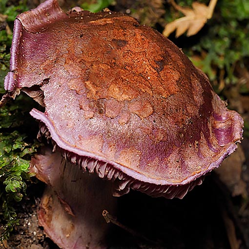 Cortinarius 'violet and bulbous', fungi, Tasmania