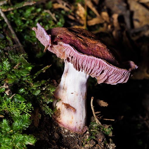 Cortinarius 'violet and bulbous', fungi, Tasmania