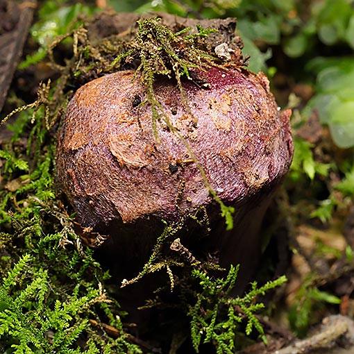 Cortinarius 'violet and bulbous', fungi, Tasmania