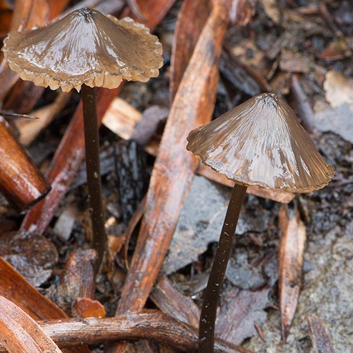 Entoloma sp., fungi, Tasmania
