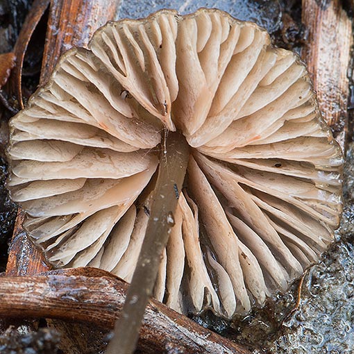 Entoloma sp., fungi, Tasmania