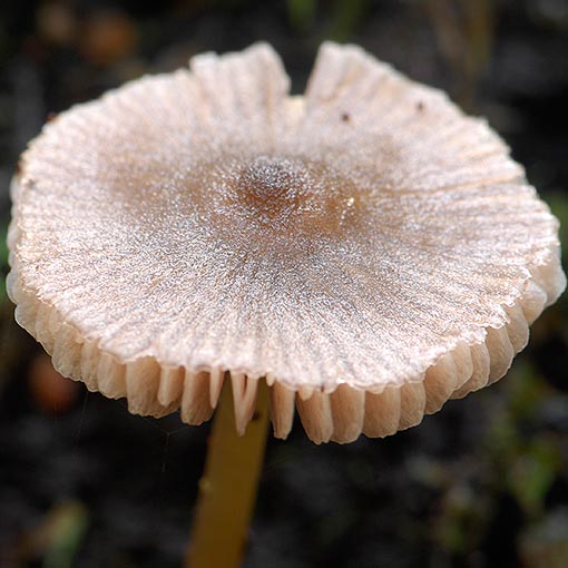 Entoloma sp., fungi, Tasmania