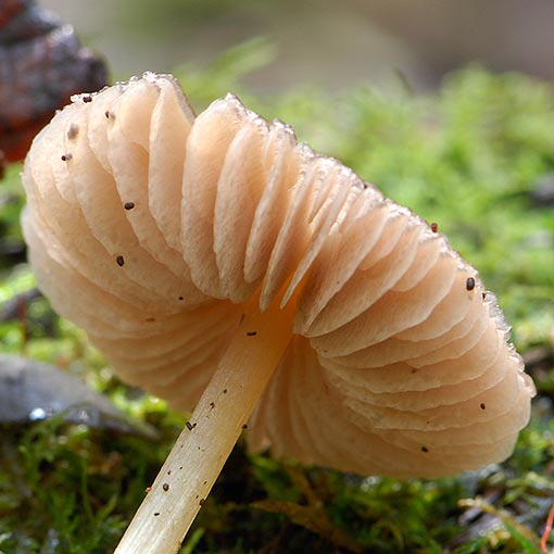 Entoloma sp., fungi, Tasmania