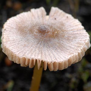 Entoloma sp.