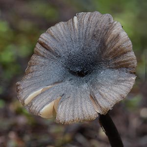 Entoloma aurantiolabes