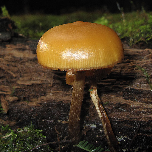 Galerina patagonica, fungi, Tasmania